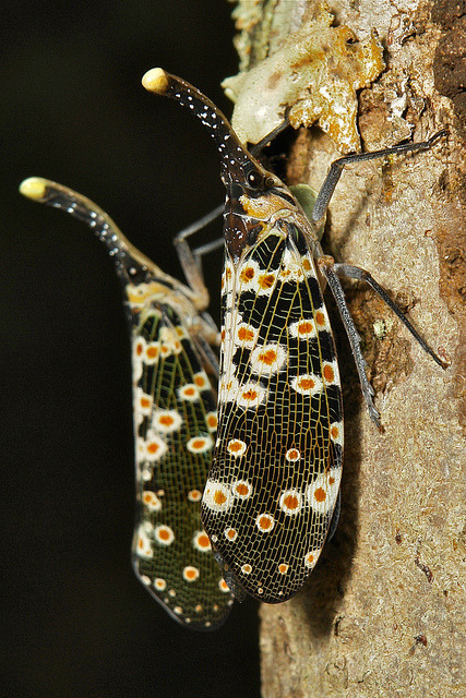 SINOBUG, Lantern Flies (Pyrops sp., Fulgoridae) Pyrops is&hellip;