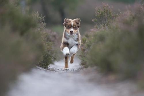 I’m a dog photographer and this beauty visted me today.