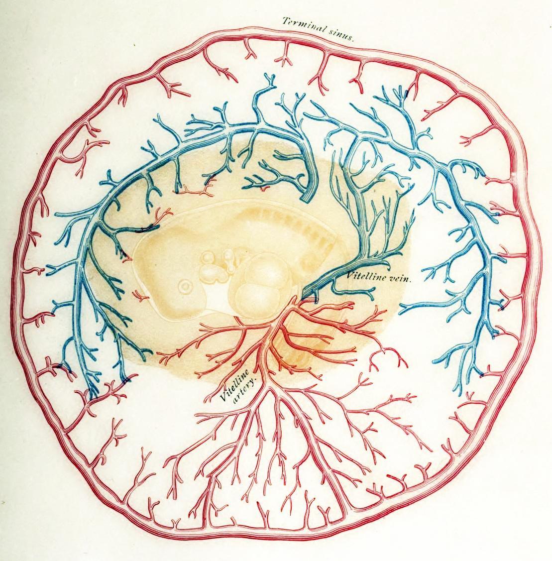 top: uterine lining at 5 ½ months, displaying thin