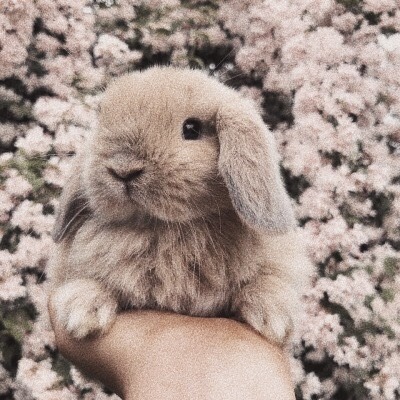 fluffy bunny on Tumblr