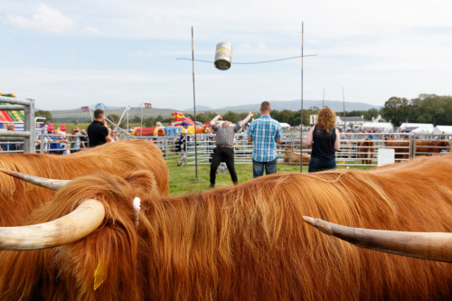 Islay highland cattle Highland Games