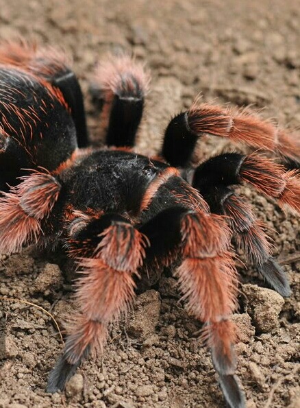 Tarantulas Are Cute Too — Mexican Pink Beauty (brachypelma Klaasi ...