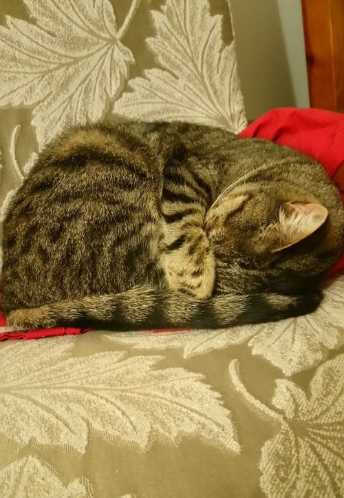 catsuggest:Penny suggest: hide beauté whilst having a sleepe