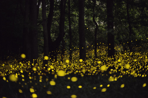 landscape-photo-graphy:Gold Fireflies Dance Through Japanese...