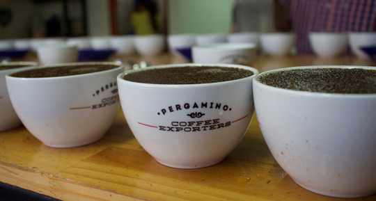 Specialty coffee cupping at Pergamino Exporters, Santa Barbara Estate Dry Mill 