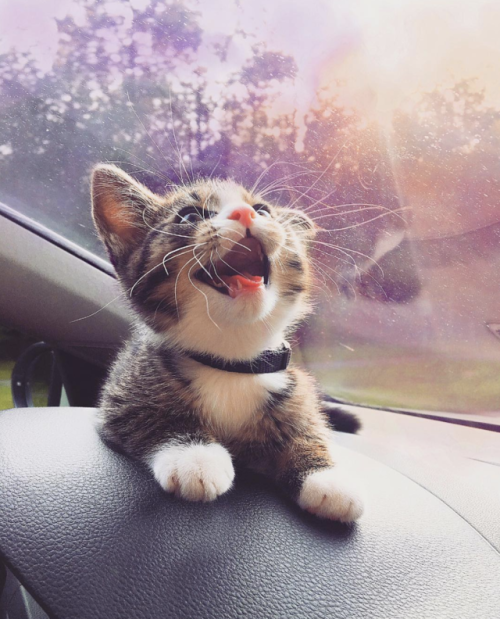 aww-so-pretty:C. Blue the adventure cat