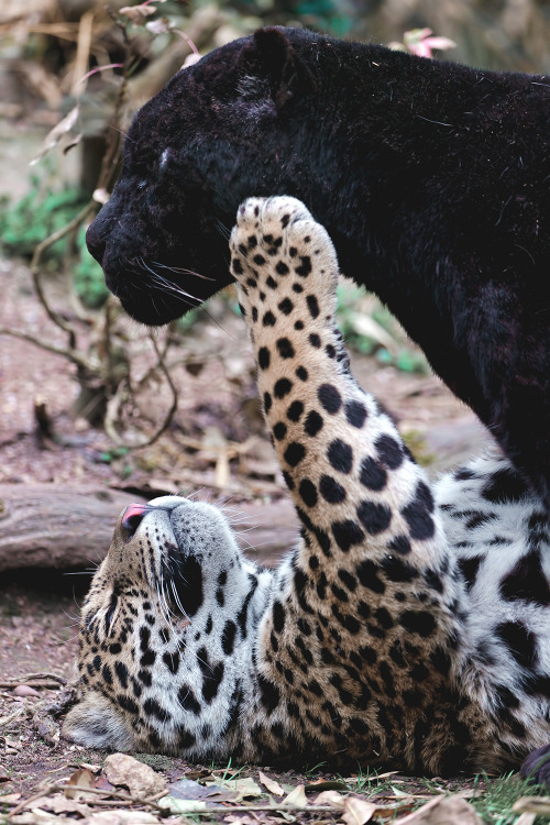 motivationsforlife:Father and Son by Tambako