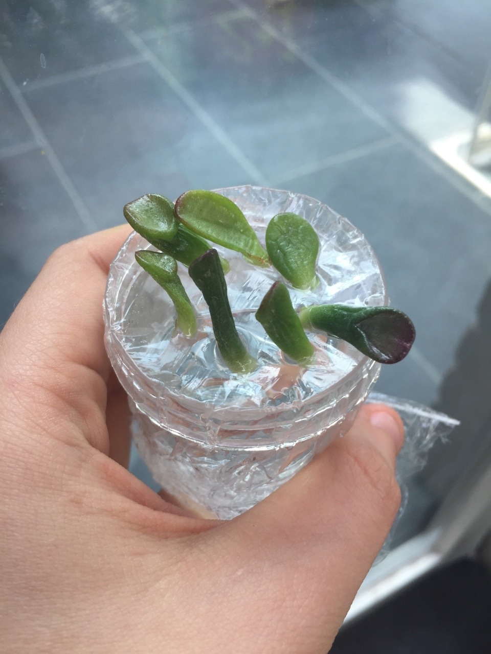 Propagating Ogre Ears Succulent