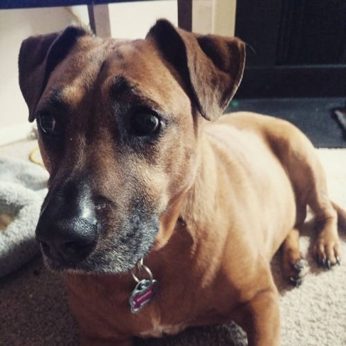 Tasha babyyyy!#dogsofinstagram #Natasha #pupstagram...