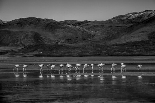 phototoartguy:The B&W serie #13 Laguna Colorada - Bolivia...