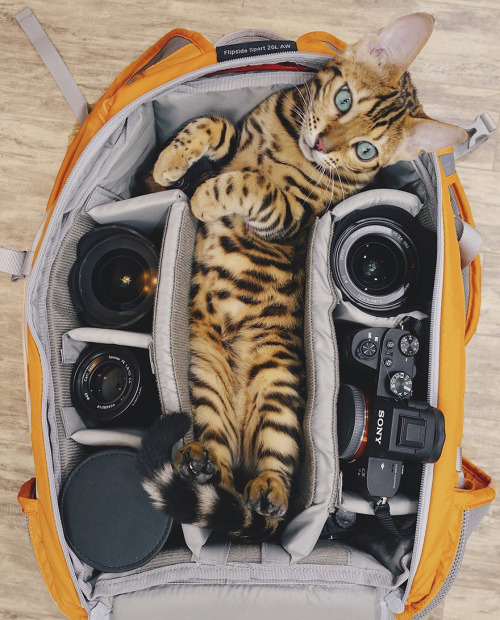 culturenlifestyle:Beautiful Bengal Cat Suki Adds Magic With Her...