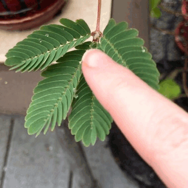 Mimosa plant that reacts to touch
