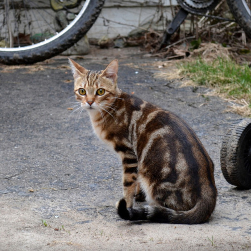 pangur-and-grim:Grim at 5 months, and Grim at 5 years - the...