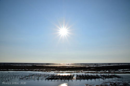 Nature’s clam farm.