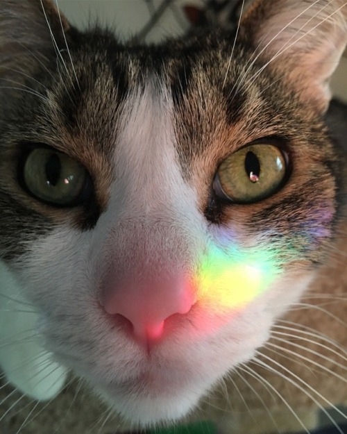 na na rainbow kitty