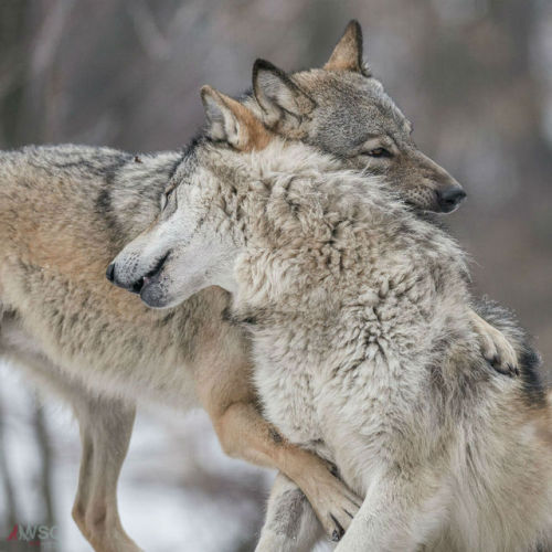 wolfscience:Maikan and Etu, almost two years now.Pics by...