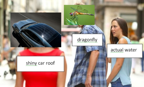 distracted boyfriend dragonfly moth insects personal
