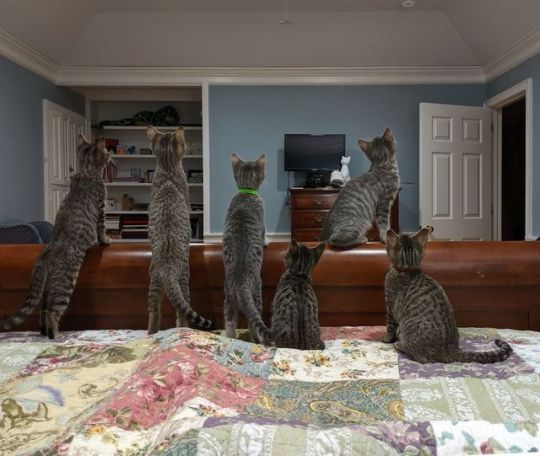 This morning we admired the ceiling fan pull. Left to right: Gabrielle, Henri, Fleur, Josephine, Luc (balancing on the...