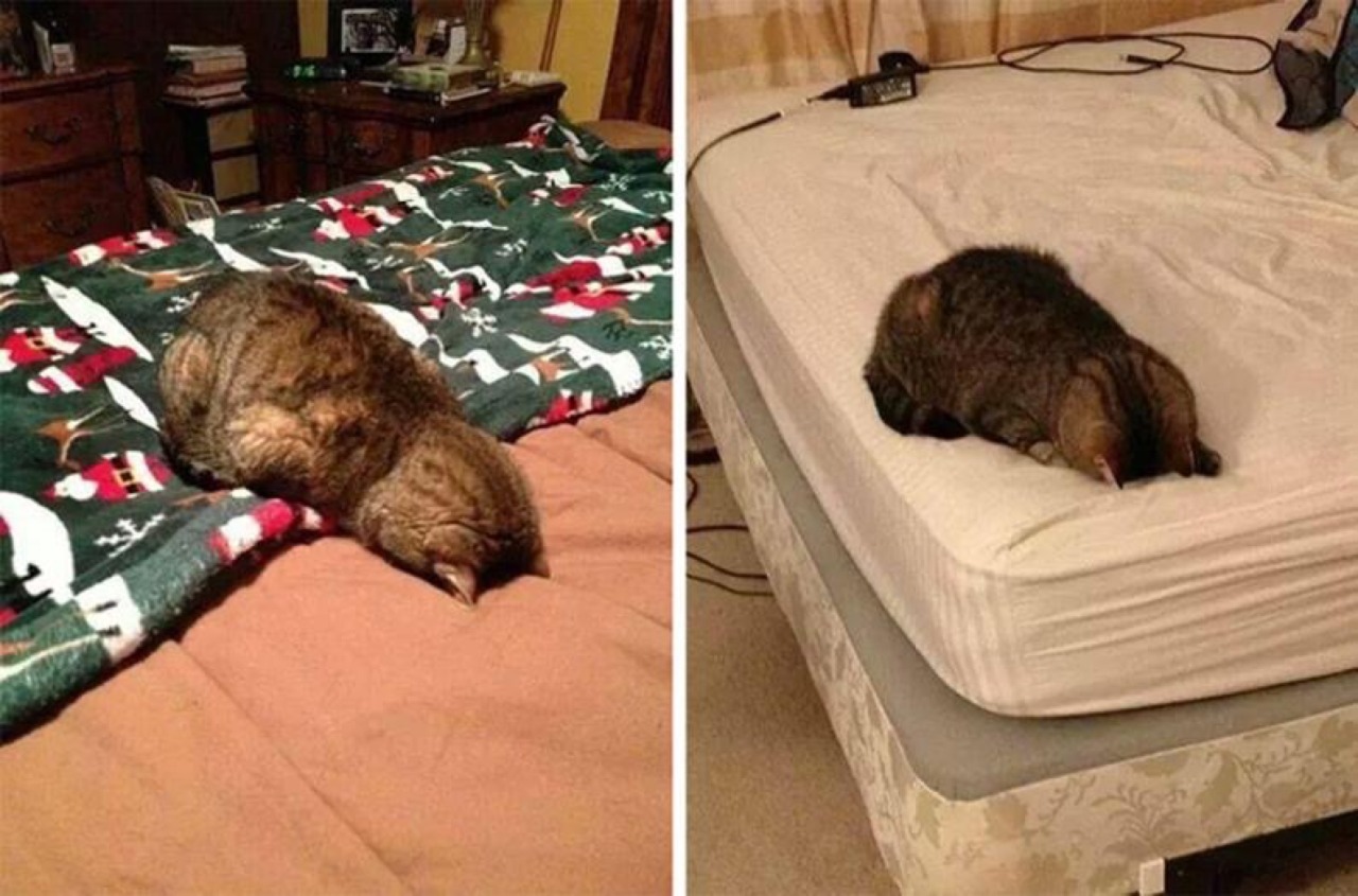 Котик уткнулся в подушку