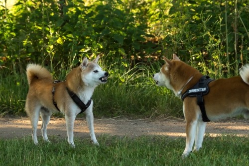 Shiba Fight Tumblr