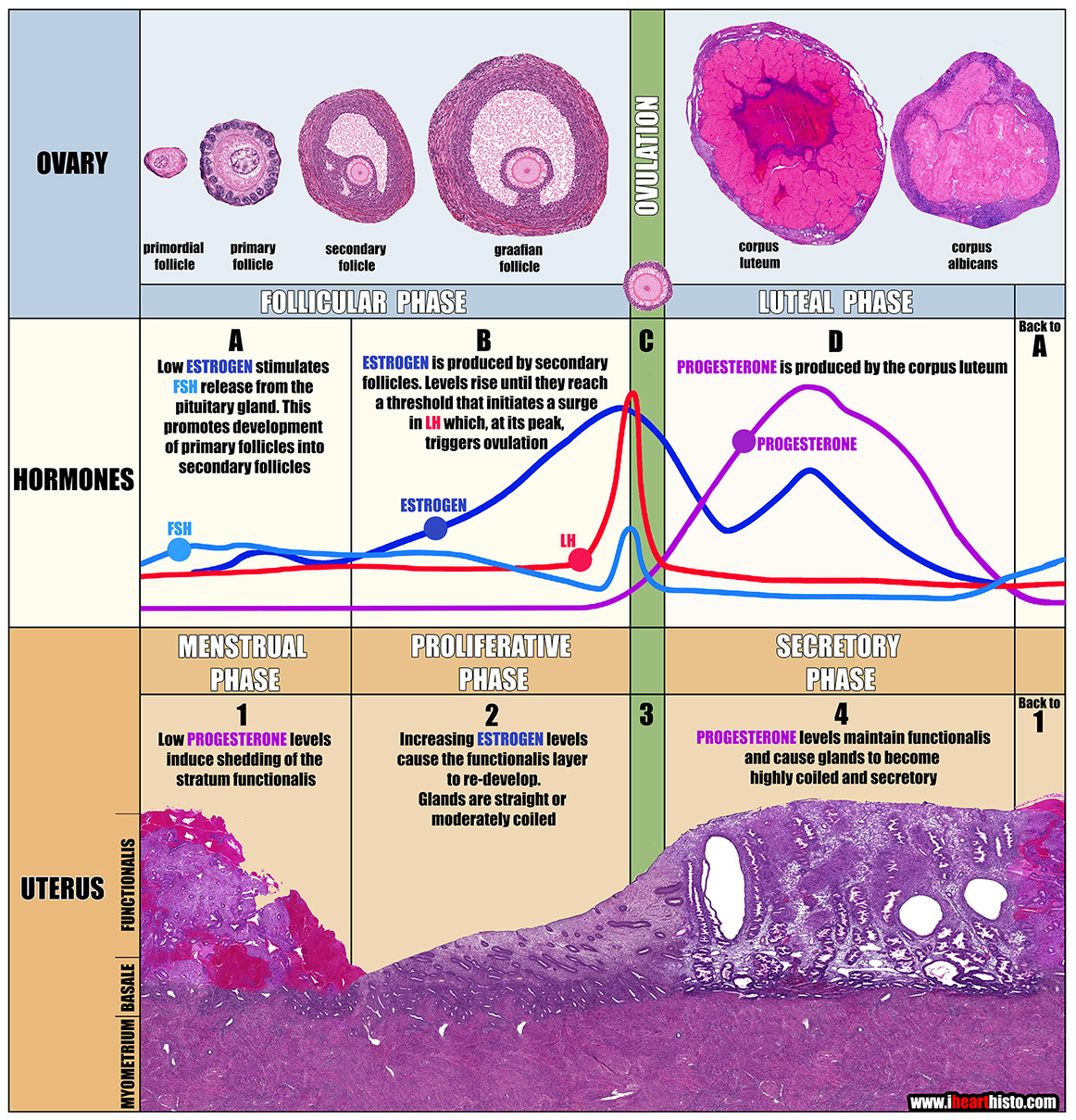 Uterine Cycle Histology 2179