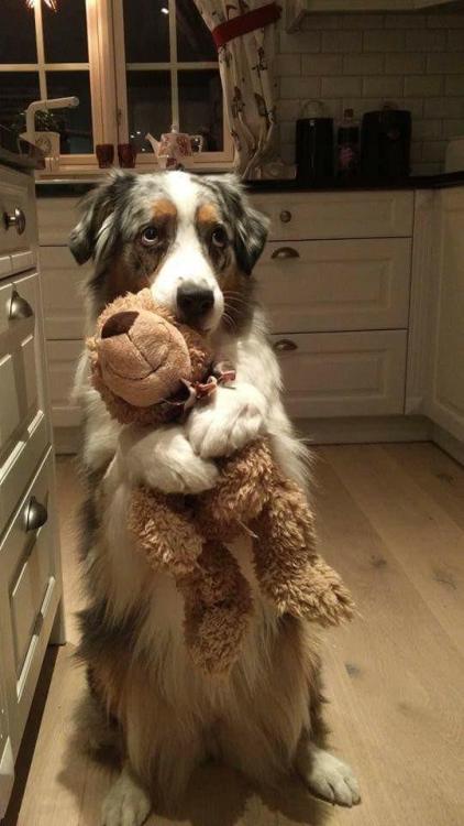 awwcutepets:Doggo loves his teddy