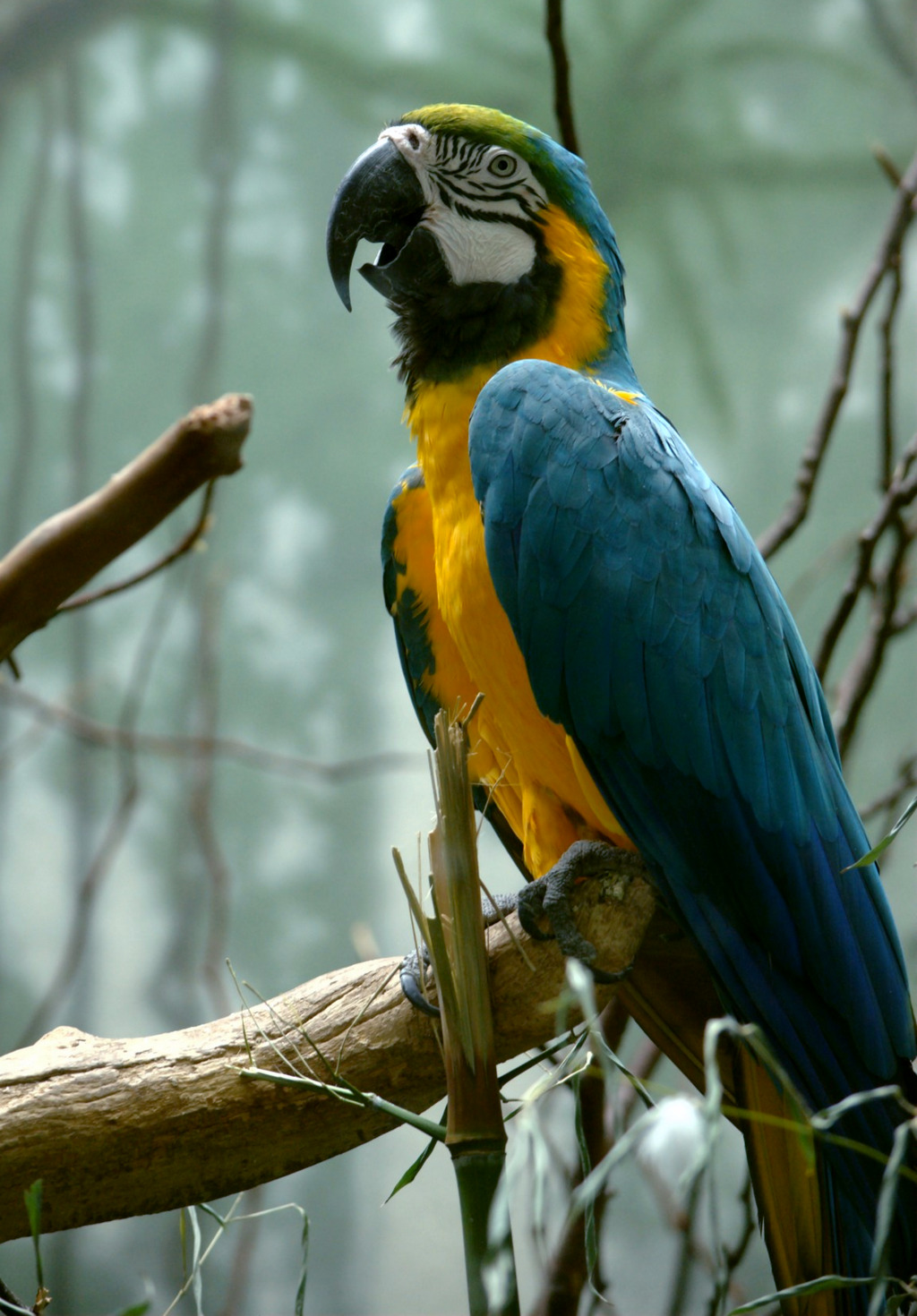 mokacahuete: Ara bleu et jaune Ara ararauna... - NATURE'S PAINTBOX