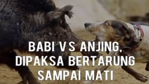 47++ Anjing hutan jawa barat release