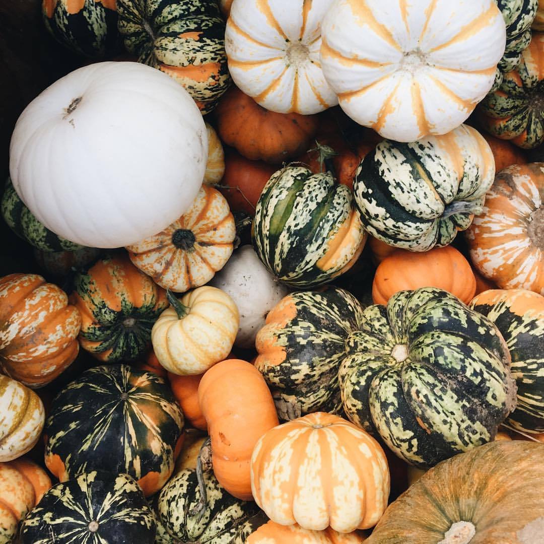 In Due Time — myonlysunflower: Gourd-geous 🎃 (at Anderson...