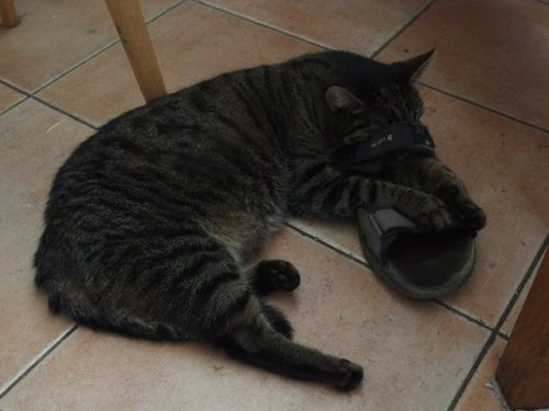 blindly-following-paths:cat in sandal