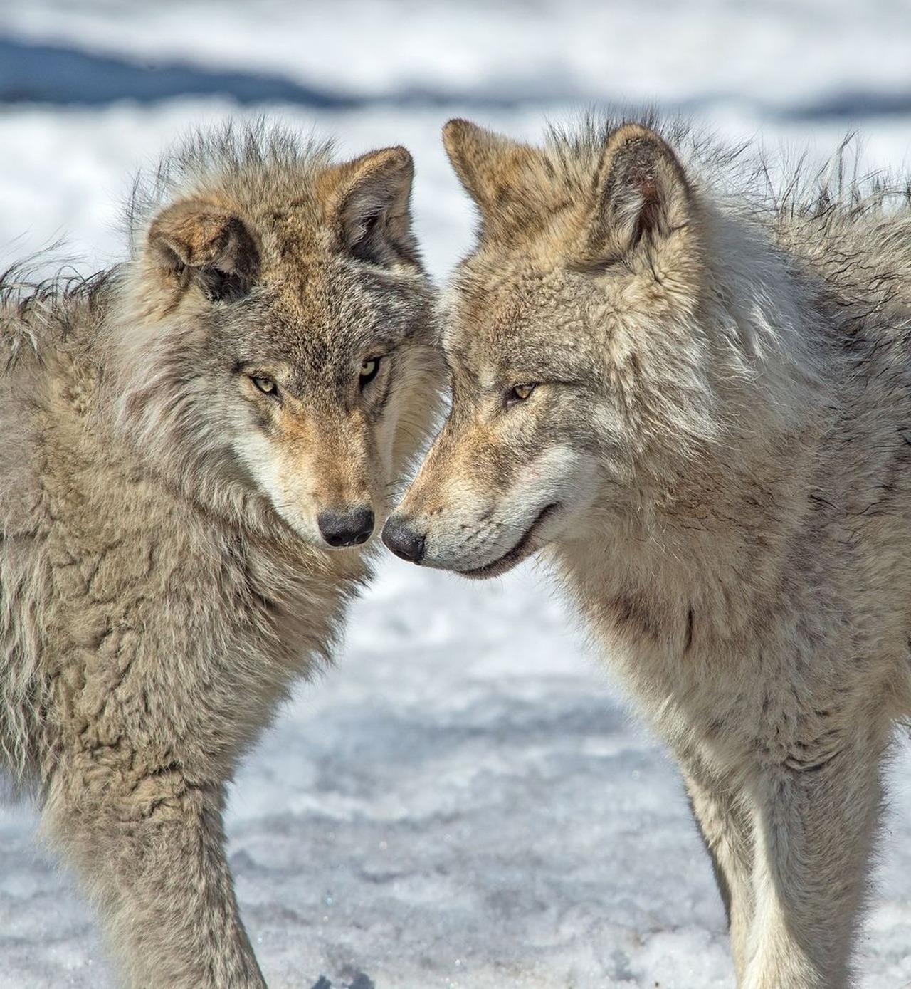 Два брата волка