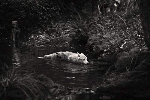 magic-she-wolf