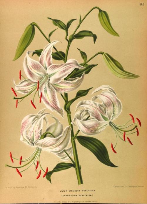 heaveninawildflower:Lilium.Illustrations taken from ‘Album van...