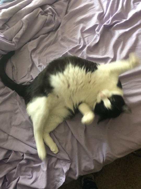 Lucy Cat Daddy Lucy Cat Daddy
