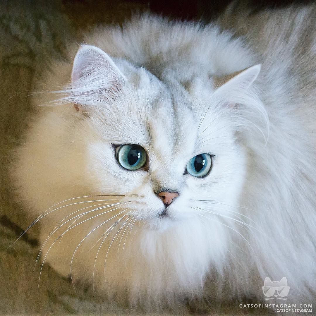 Персидский белый котенок