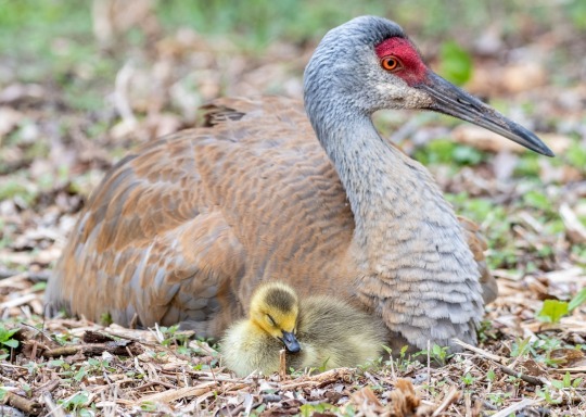 This Sandhill Crane Couple Adopted A Baby Goose Audubon >> Sandhill Crane Tumblr This Sandhill Crane Couple Adopted A Baby Goose Audubon >> Sandhill Crane Tumblr