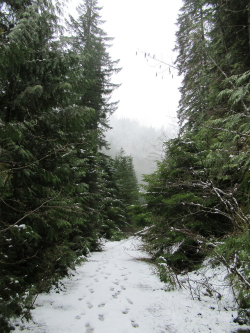 deanschlichting:Snowy road, Willamette National Forest, Oregon...