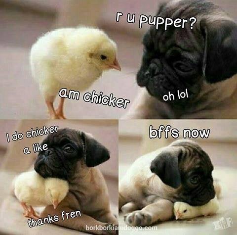 pupper chick baby chick chicken cute chicken cute puppy animal friendship