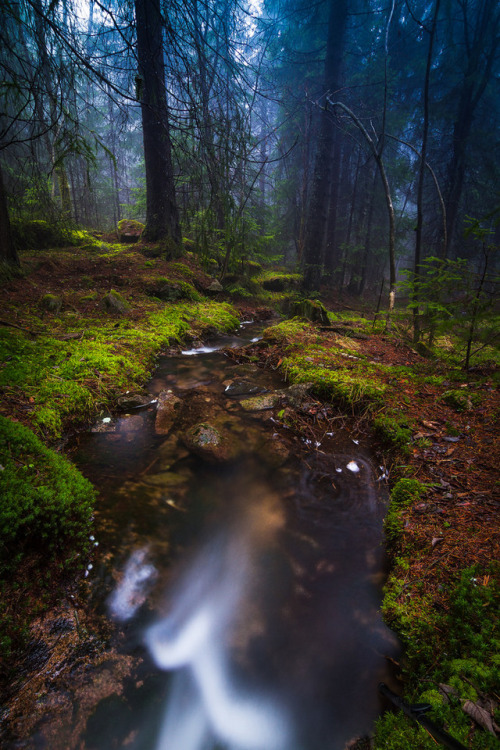 satakentia:Downstreams Through the Misty ForestÅrvollåsen,...