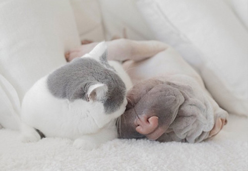 catsbeaversandducks:Paddington the Dog and Butler the CatBest...