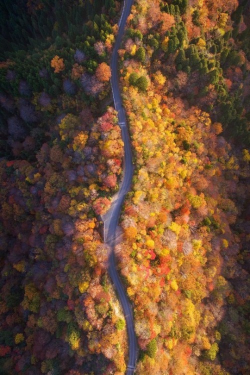 maureen2musings:A bird’s eye view of fall...