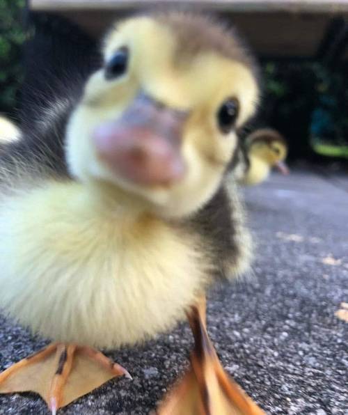 cuteeanimalsee
