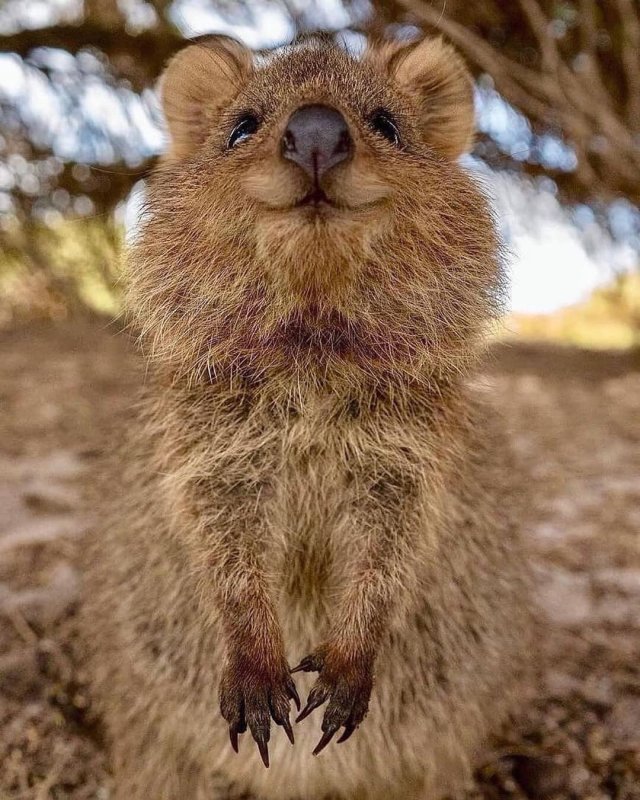 hi thanks for checking in — This is the Australian Quokka