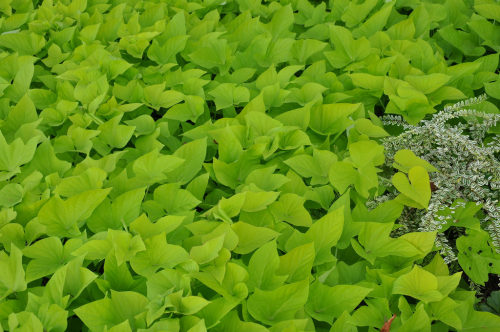 vine groundcover chartreuse lonicera whimsy gardening untermyer untermyer gardens conservancy