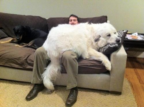 awwww-cute:He may look like a bear but he identifies as a lap...