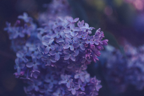 rabbitinthemeadow:Lilacs, Part 7 // West Mountain Road, MA