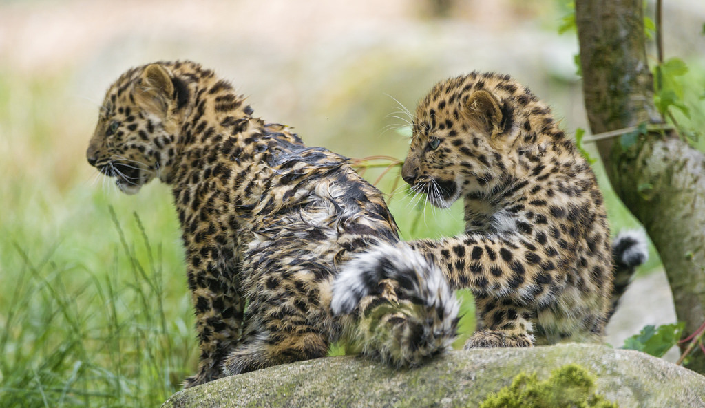 Mes Chose — precieuse-damenature: Two leopard cubs together...