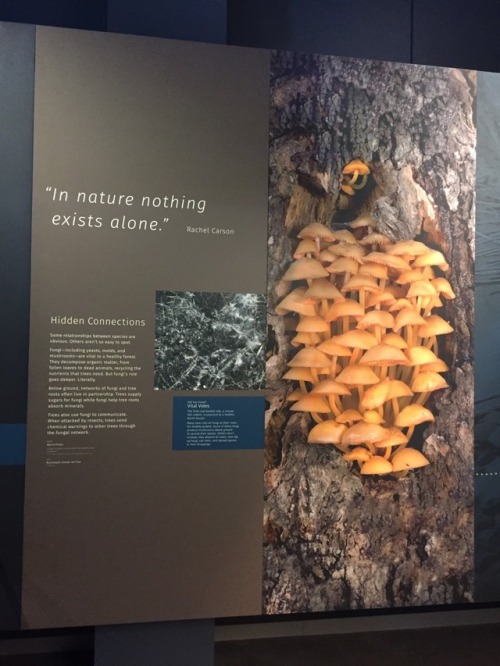 botanyshitposts:we’re at the new natural history museum at the...