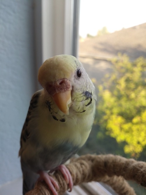 bechen:This little storm cloud of a bird probably hates me,...