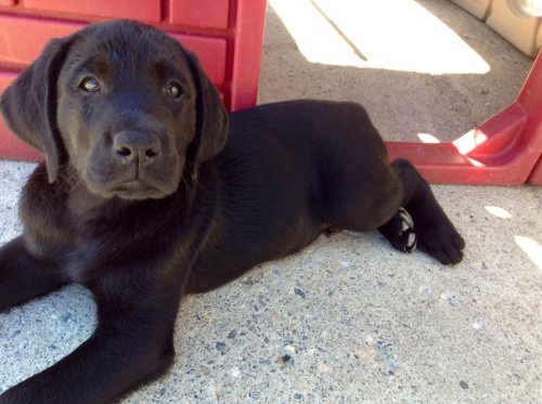 Lulu’s pups from ECAD’s most recent Puppy Cam litter...